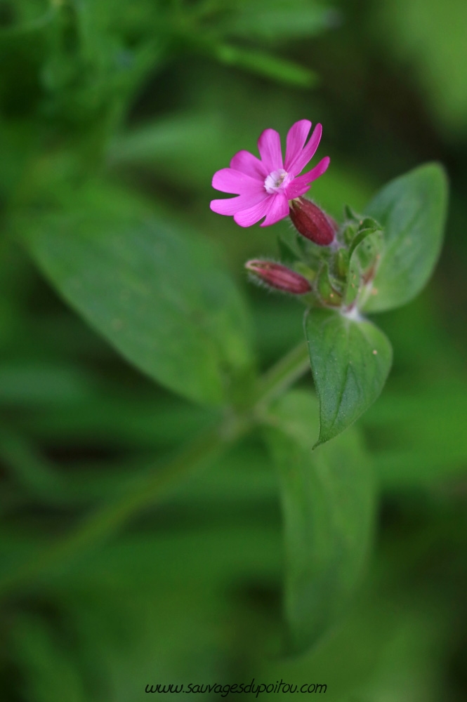 Silene dioica, Compagnon rouge, Béceleuf (79)