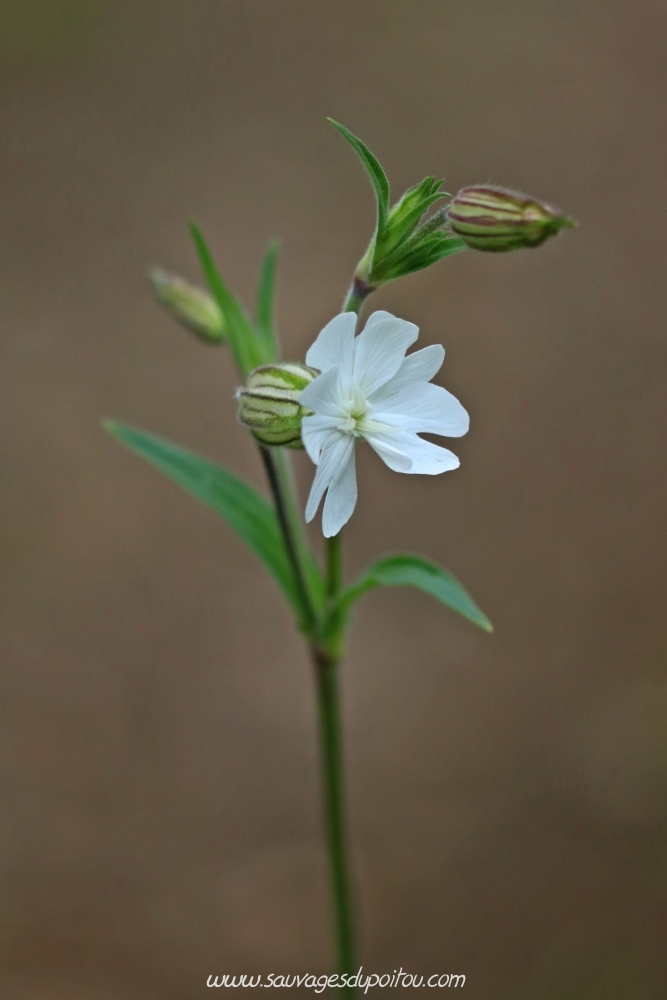 Silene latifolia, Compagnon blanc, Poitiers bords de Clain