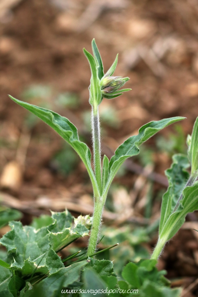 Silene Latifolia, Compagnon blanc, Biard (86)