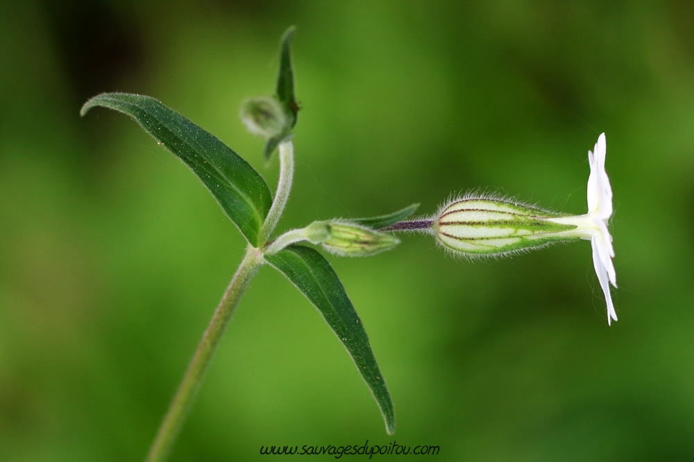 Silene latifolia, Compagnon blanc, Poitiers bords de Boivre