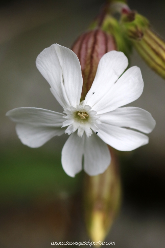Silene latifolia, Compagnon blanc, Poitiers bords de Clain