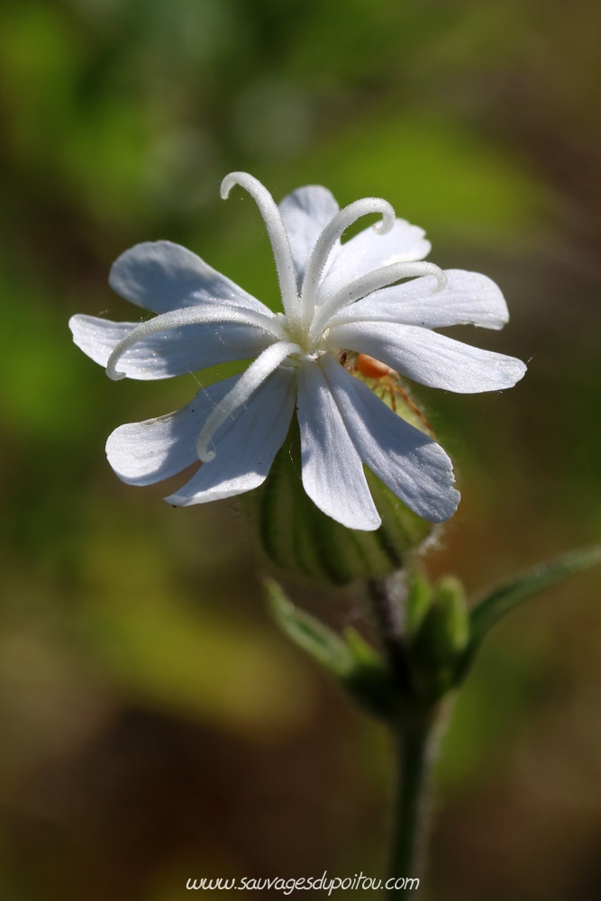 Silene latifolia, Compagnon blanc, Poitiers bords de Clain