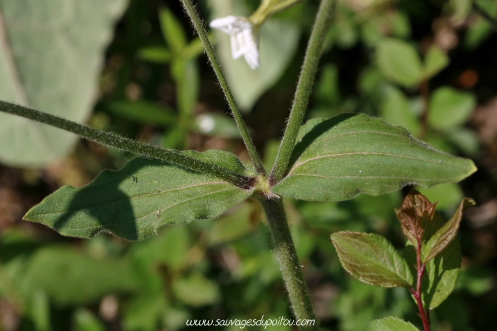 Silene Latifolia, Compagnon blanc, Poitiers bords de Clain