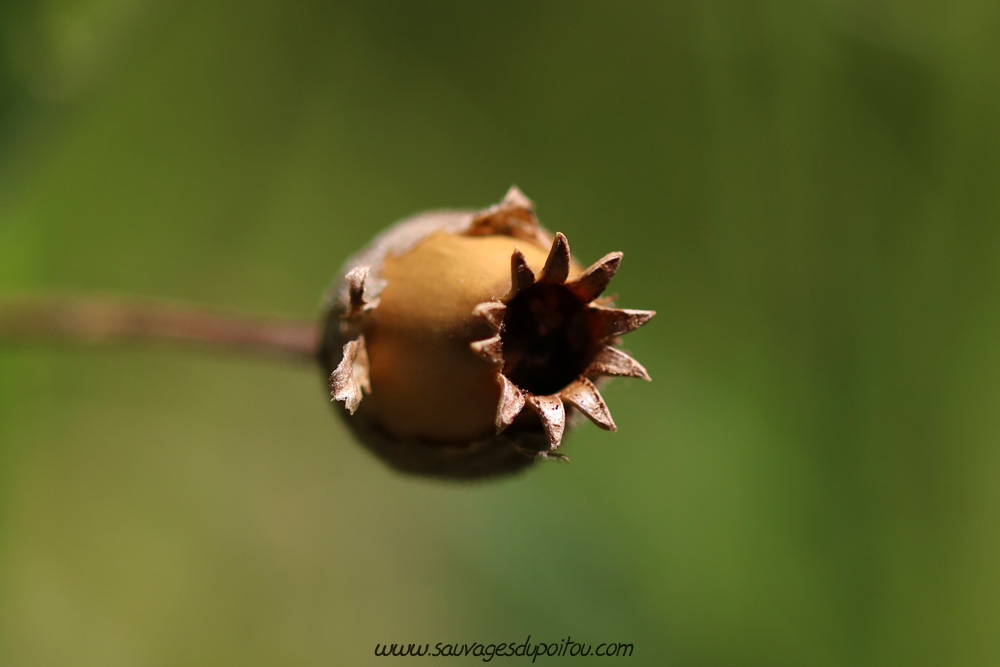 Silene latifolia, Compagnon blanc, Poitiers bords de Clain