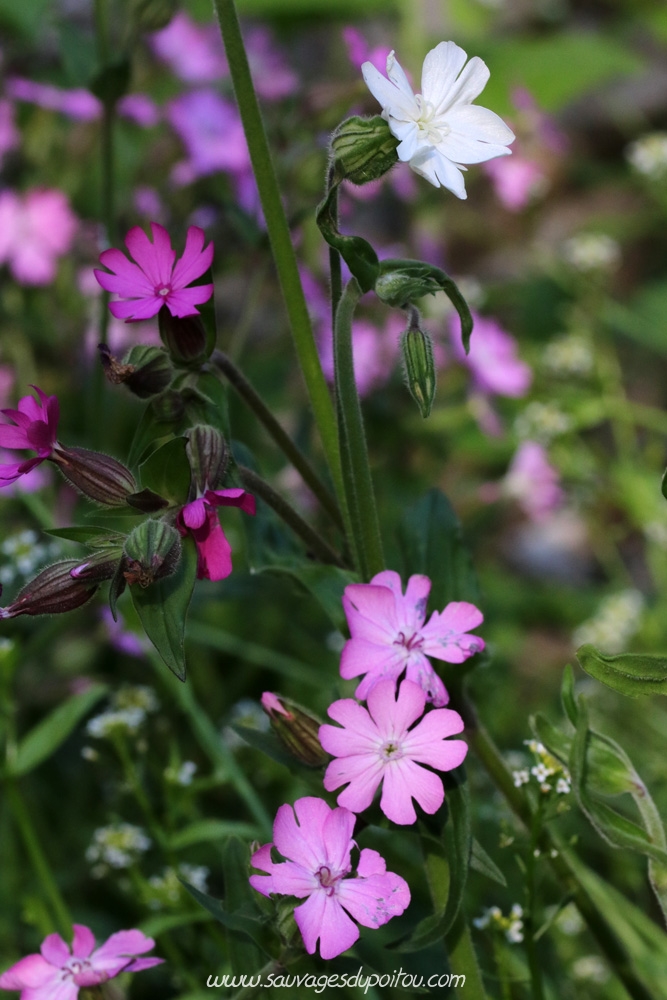 Silene dioica, Silene latifolia et hybride, Béceleuf (79)