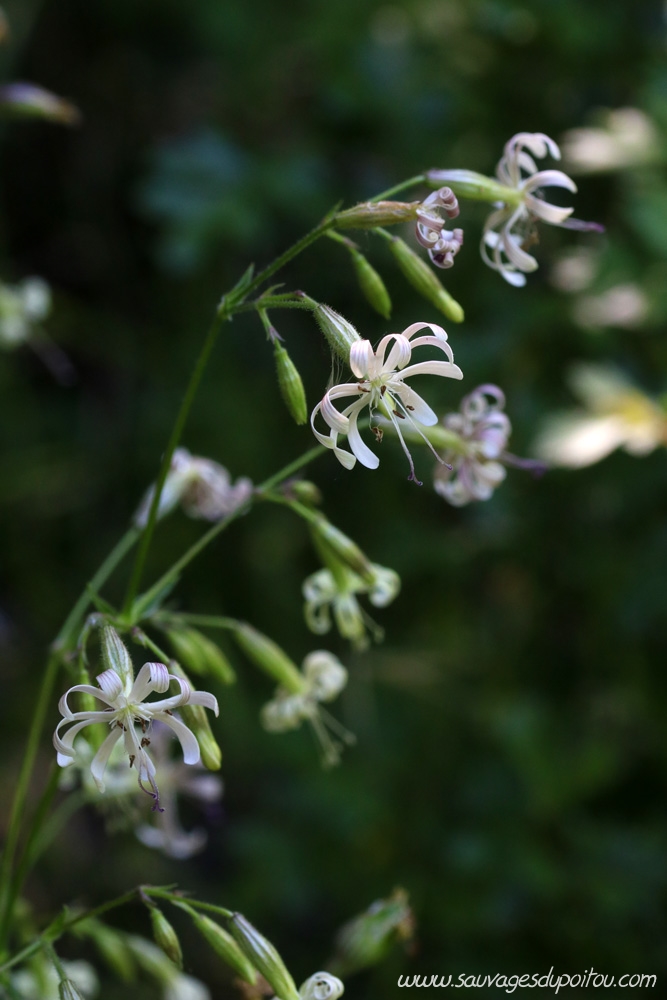 Silene nutans, Silène penché, Poitiers Passelourdain