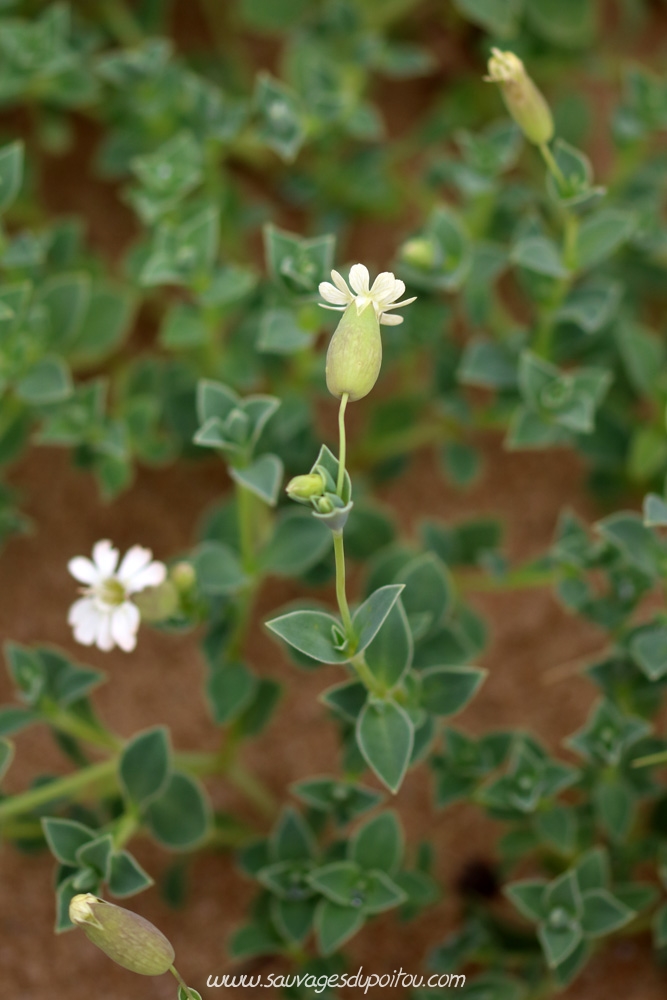 Silene uniflora, Silène à une fleur, La Tranche sur Mer (85) 