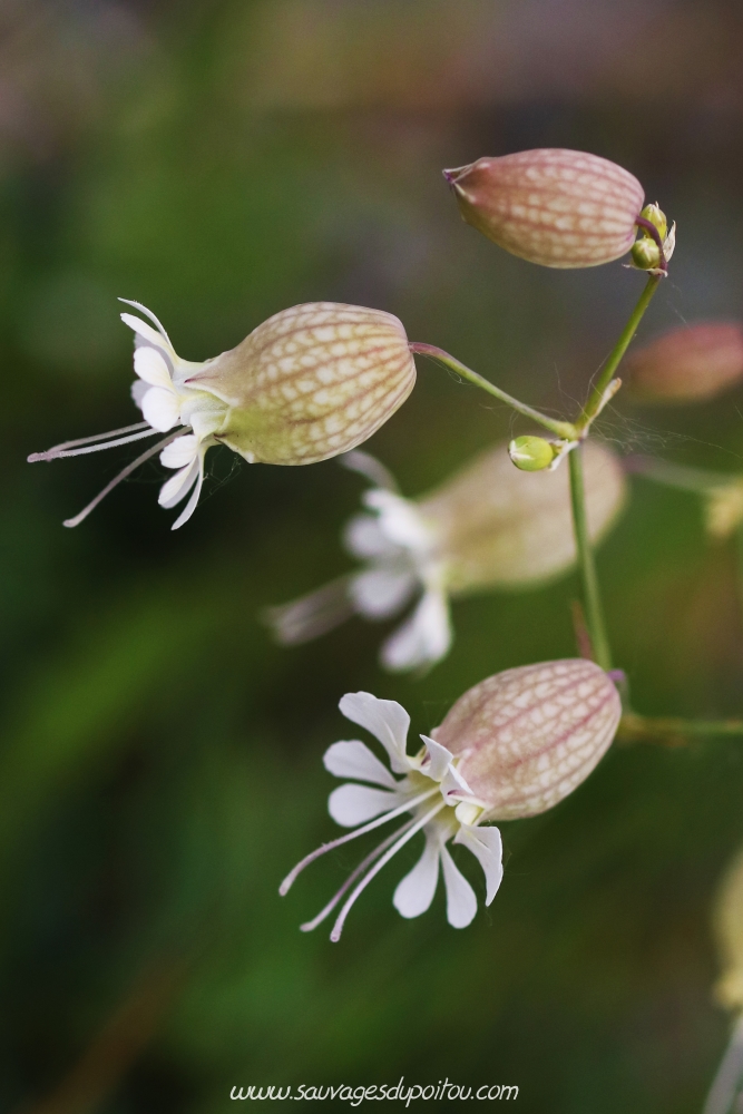 Silene vulgaris, Silène enflée, Poitiers bords de Boivre