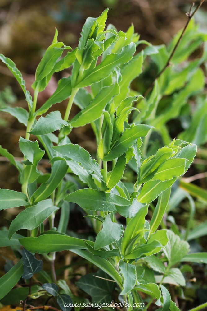 Silene vulgaris, Silène enflée, Poitiers bords de Boivre