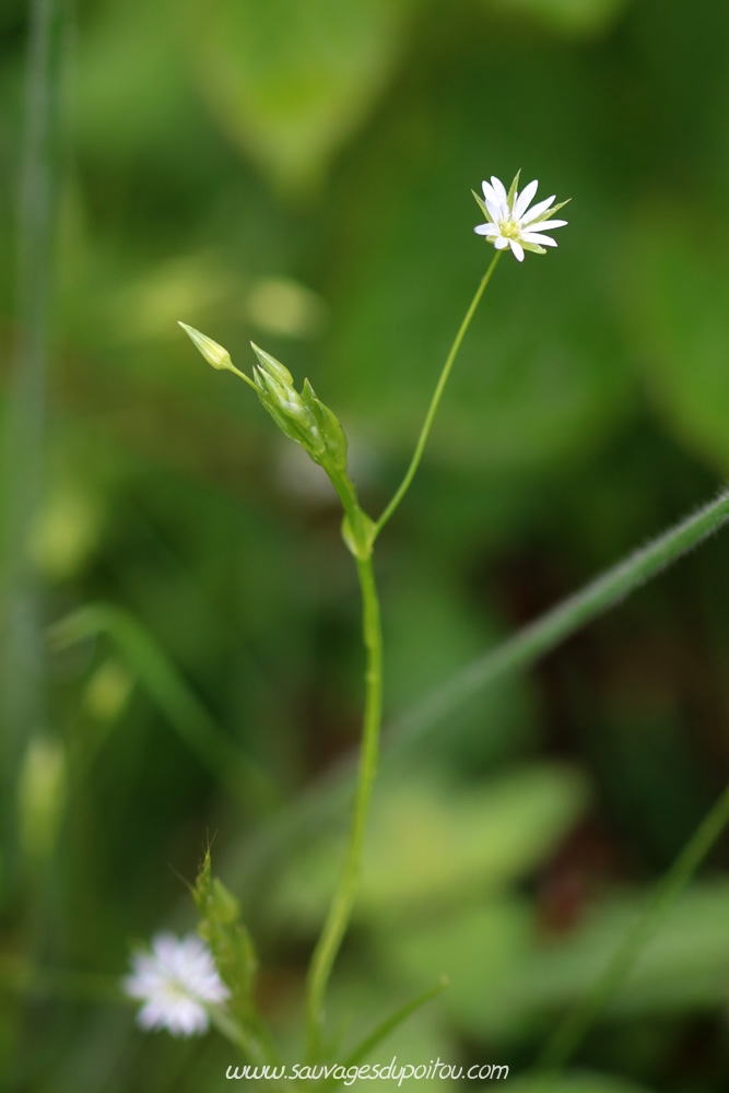 Stellaria graminea, Stellaire graminée, Biard (86)