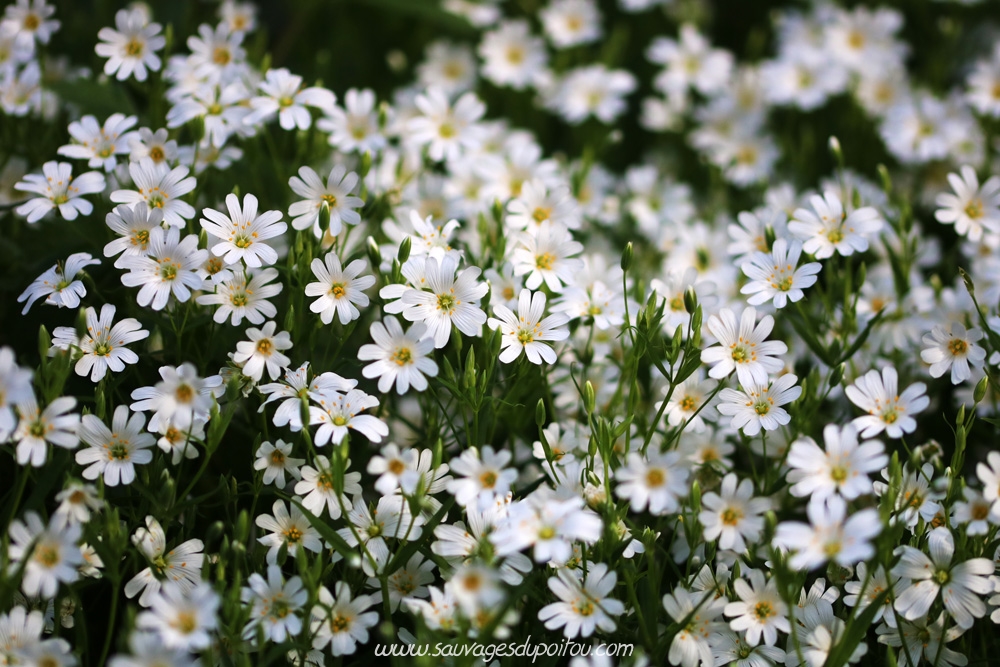 Stellaria holostea, Poitiers bords de Boivre