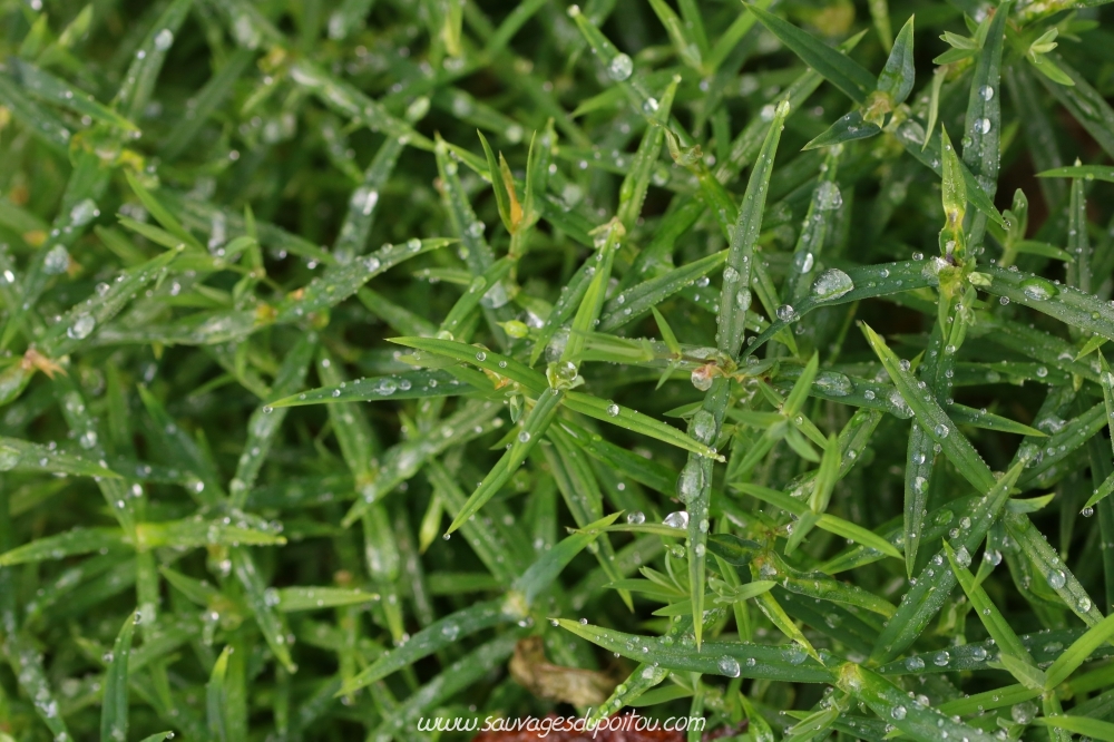 Stellaria holostea, Stellaire holostée, Poitiers Gare