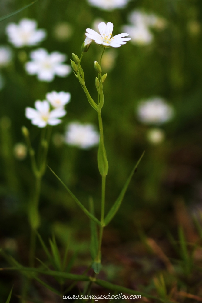 Stellaria holostea, Poitiers bords de Boivre