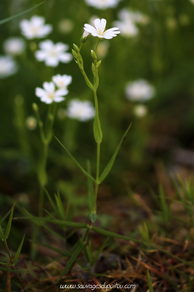 Stellaria holostea, Stellaire holostée, Poitiers bords de Boivre