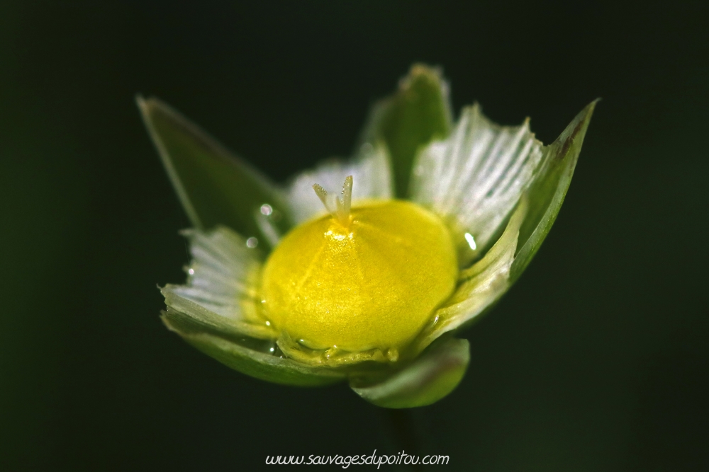 Stellaria holostea, Poitiers quartier Chilvert