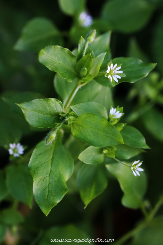 Stellaria media, Mouron des oiseaux, Poitiers bords de Boivre