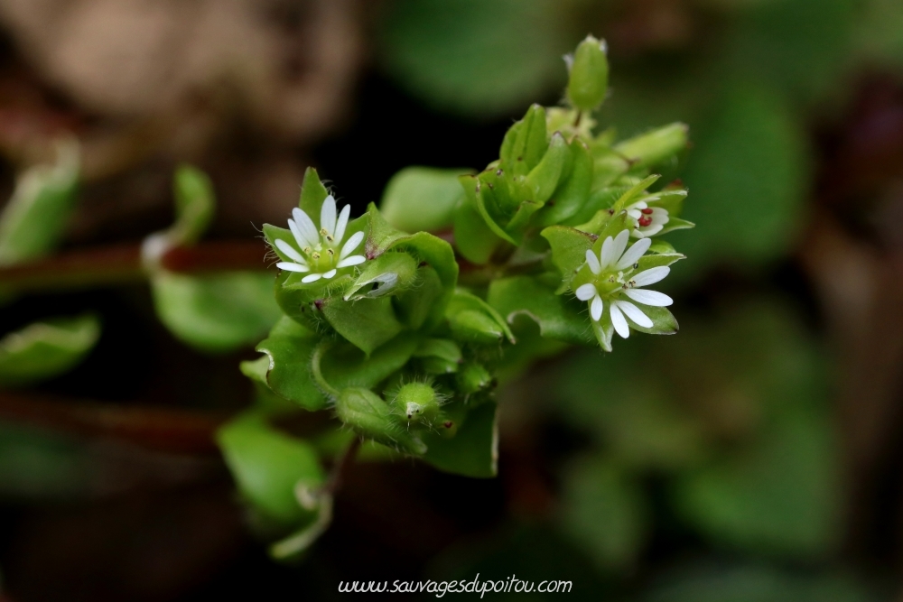 Stellaria media, Mouron des oiseaux, Poitiers bords de Boivre