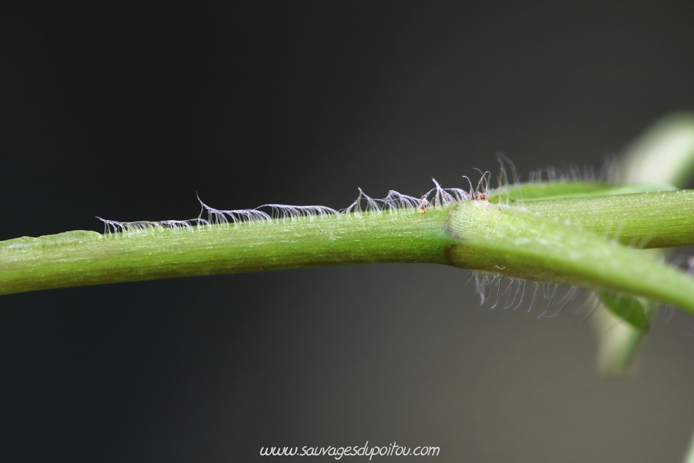 Stellaria media, Mouron des oiseaux, Poitiers Chilvert