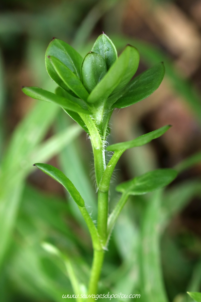 Stellaria media, Mouron des oiseaux, Poitiers Chilvert