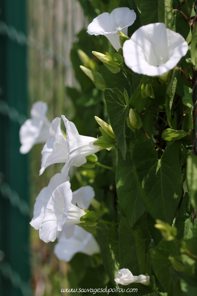 Calystegia sepium, Liseron des haies, Poitiers bords de Boivre