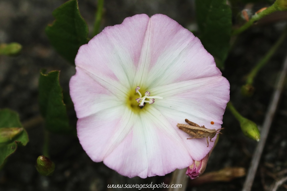 Convolvulus arvensis, Liseron des champs, Poitiers Bellejouanne