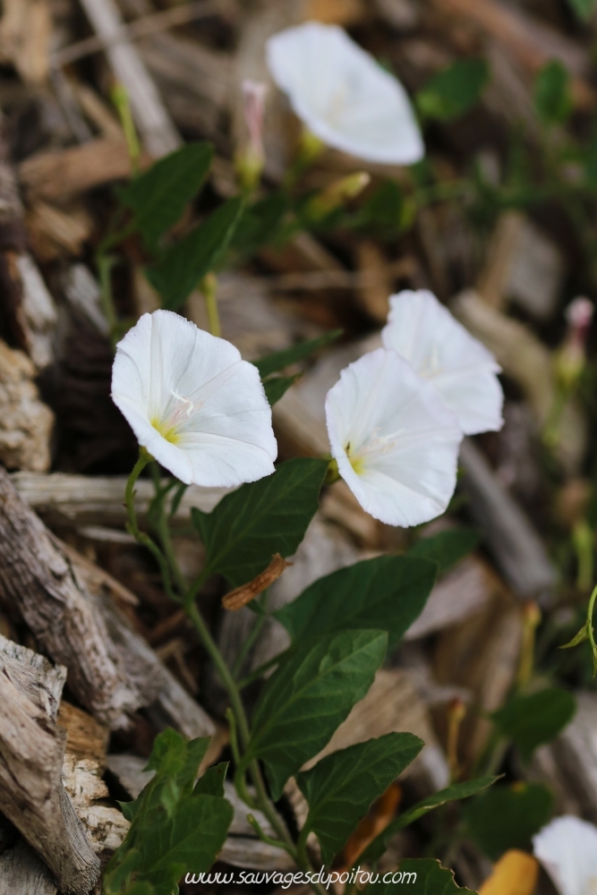 Convolvulus arvensis, Liseron des champs, Poitiers Bellejouanne
