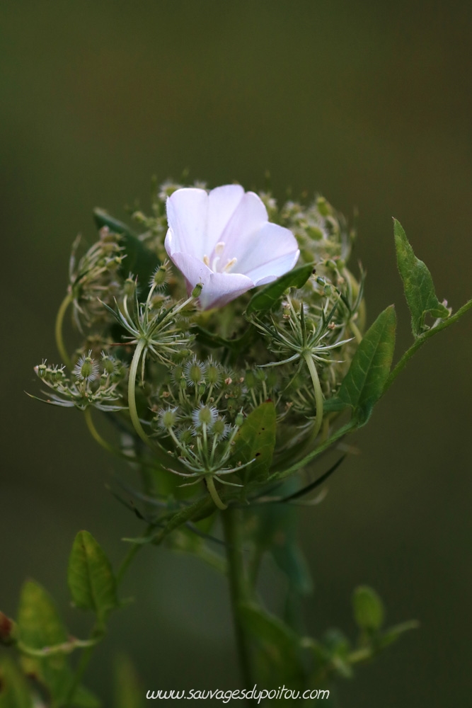 Convolvulus arvensis, Liseron des champs, Poitiers bords de Boivre