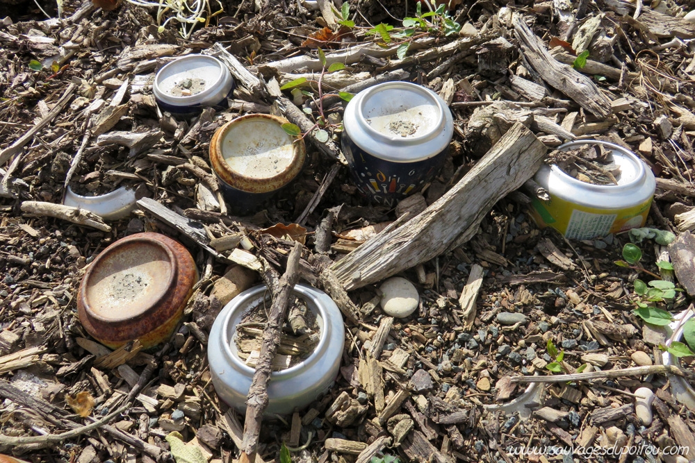 La méthode anti-Liseron des champs au jardin!