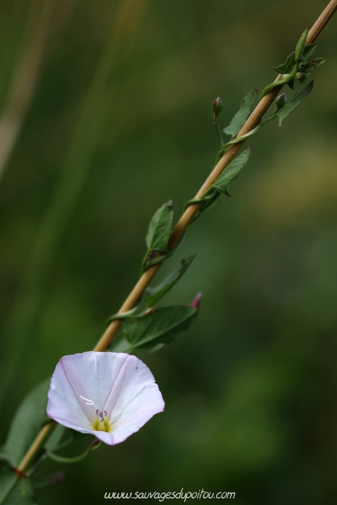 Convolvulus arvensis, Liseron des champs, Buxerolles (86)