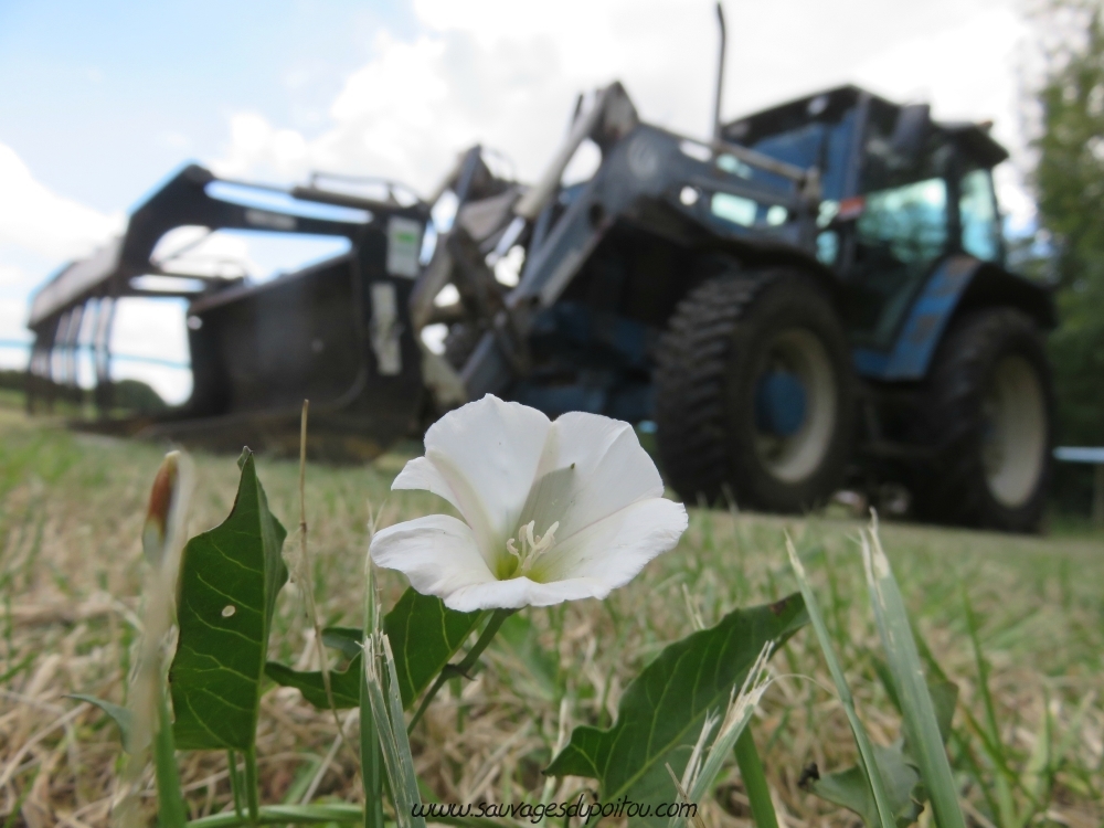 Convolvulus arvensis, Liseron des champs, Couhé (86)