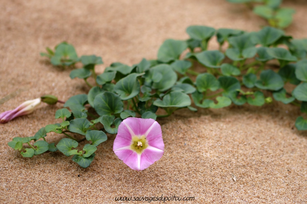 Convolvulus soldanella, Liseron des dunes, La Tranche sur Mer (85)