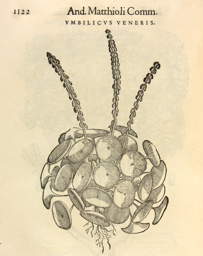 Umbilicus rupestris, Matthiole, 1566