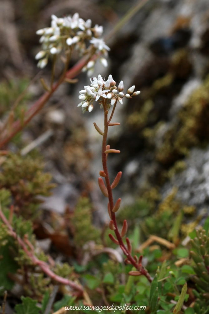 Sedum album, Orpin blanc, Poitiers sous Blossac