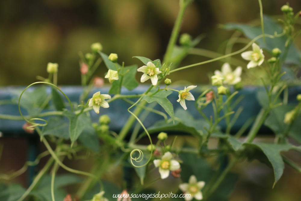 Bryonia dioica, Bryone dioïque, Poitiers parc des expositions