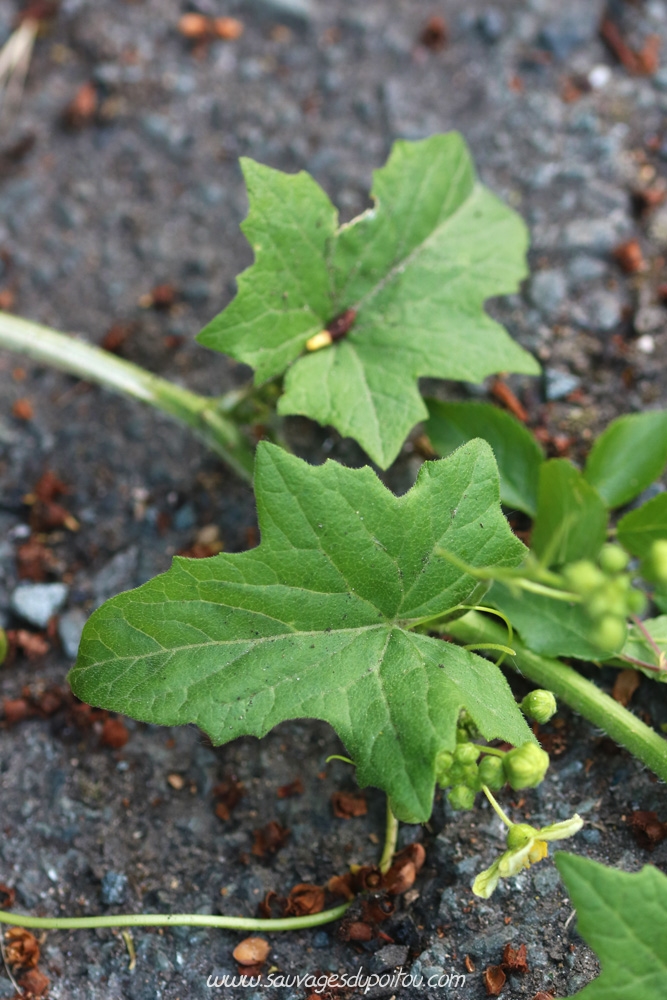 Brionia dioica, Bryone dioïque, Poitiers bords de Clain