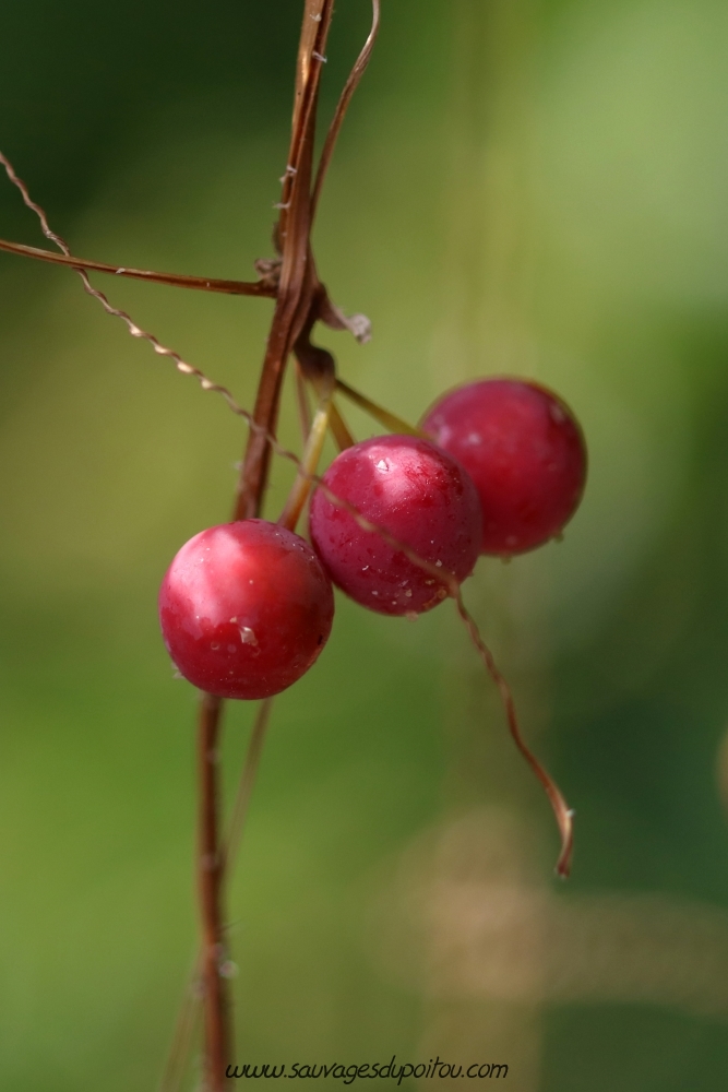 Bryonia dioica, Bryone dioïque, Poitiers Chilvert