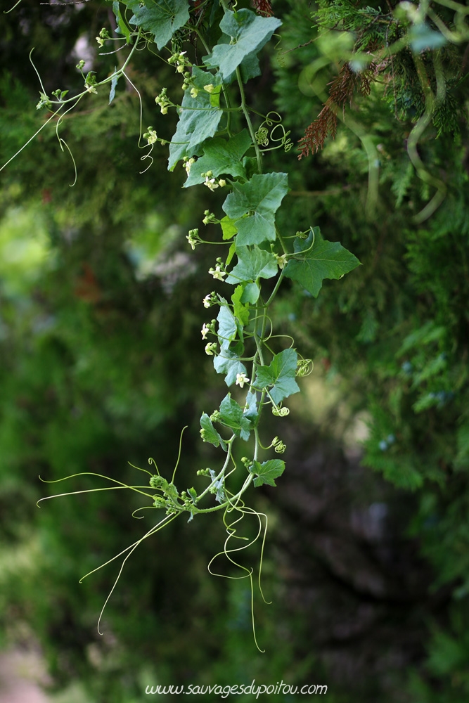 Bryonia dioica, Bryone dioïque, Poitiers quartier Chilvert