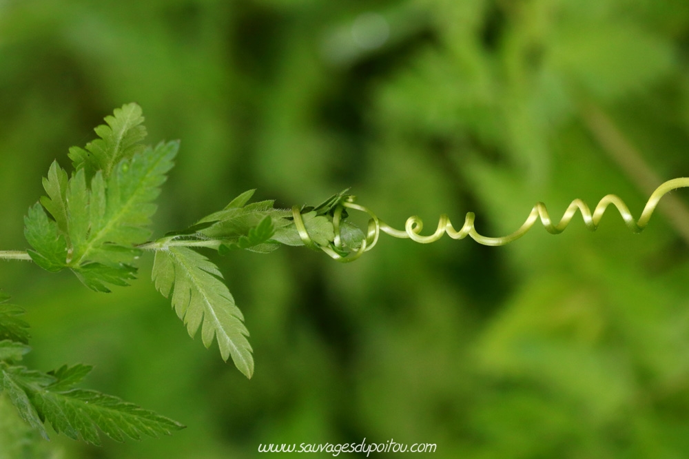 Bryonica dioica, Bryone dioïque, Poitiers quartier gare