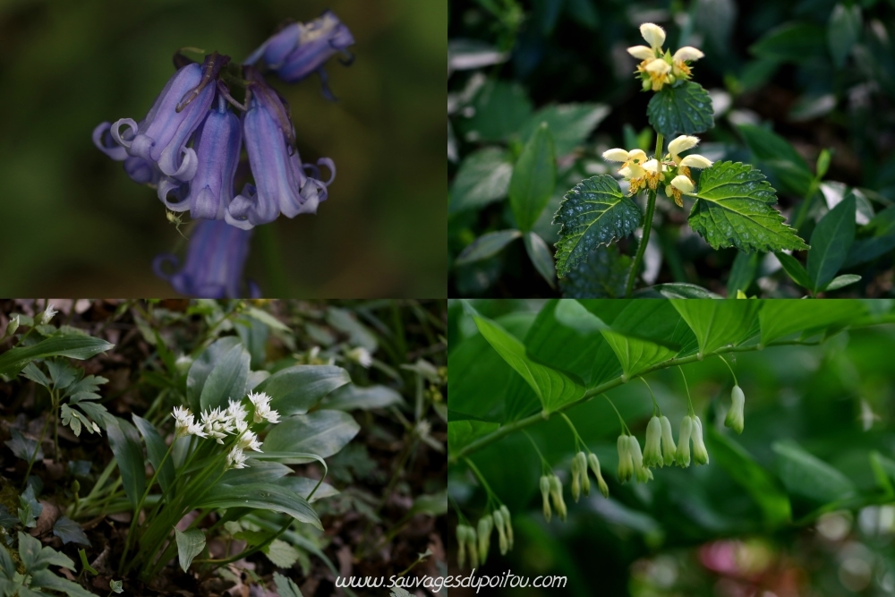 Jacinthe des bois, Lamier jaune, Ail des ours et Sceau de Salomon (Poitiers)