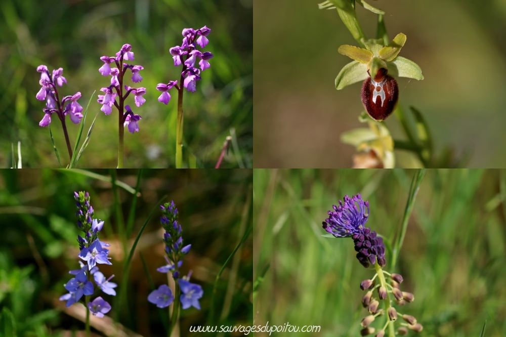 Orchis bouffon, Ophrys araignée, Véronique prostrée et Muscari à Toupet (Poitiers)