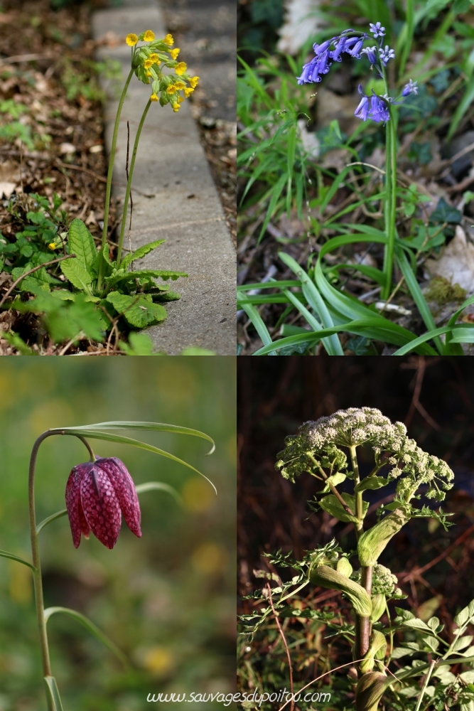 Calendrier républicain, printemps (Sauvages du Poitou)