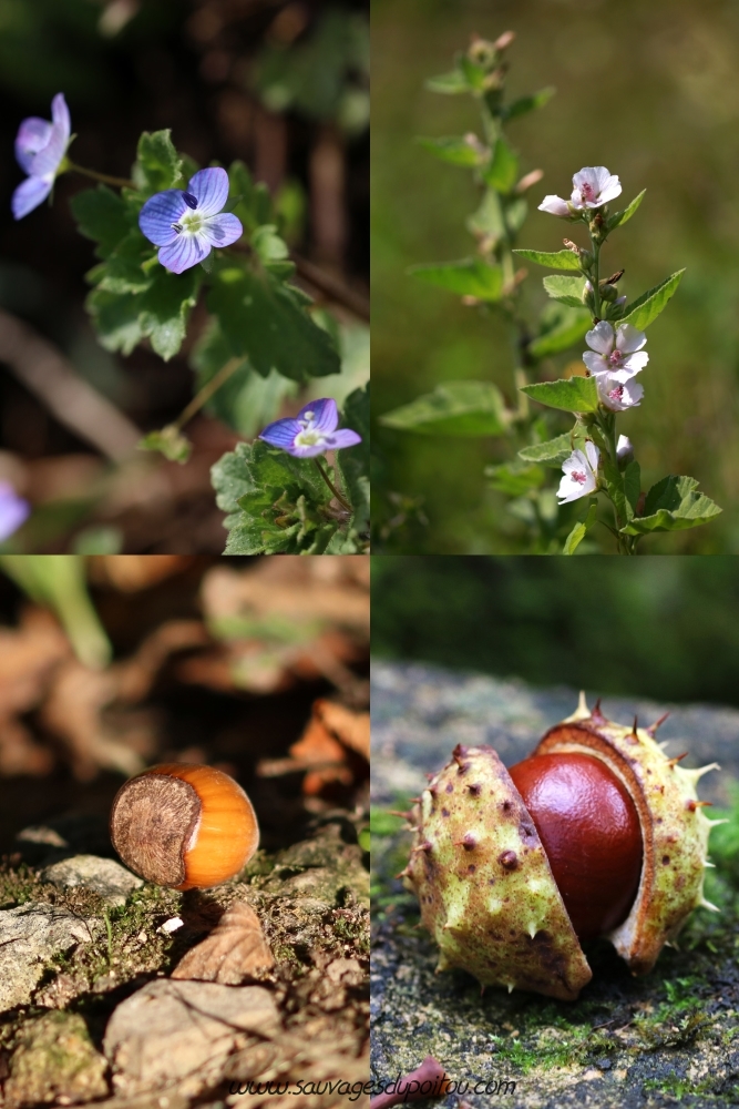 Calendrier républicain, été (Sauvages du Poitou)