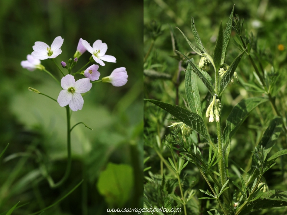 Cardamine pratensis et Symphytum officinale, Saint-Benoît (86)