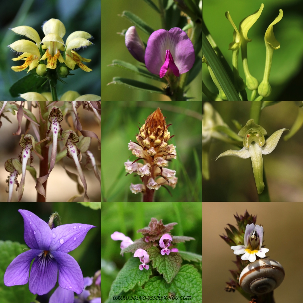 Bouquet de fleurs sauvages zygomorphes du Poitou!