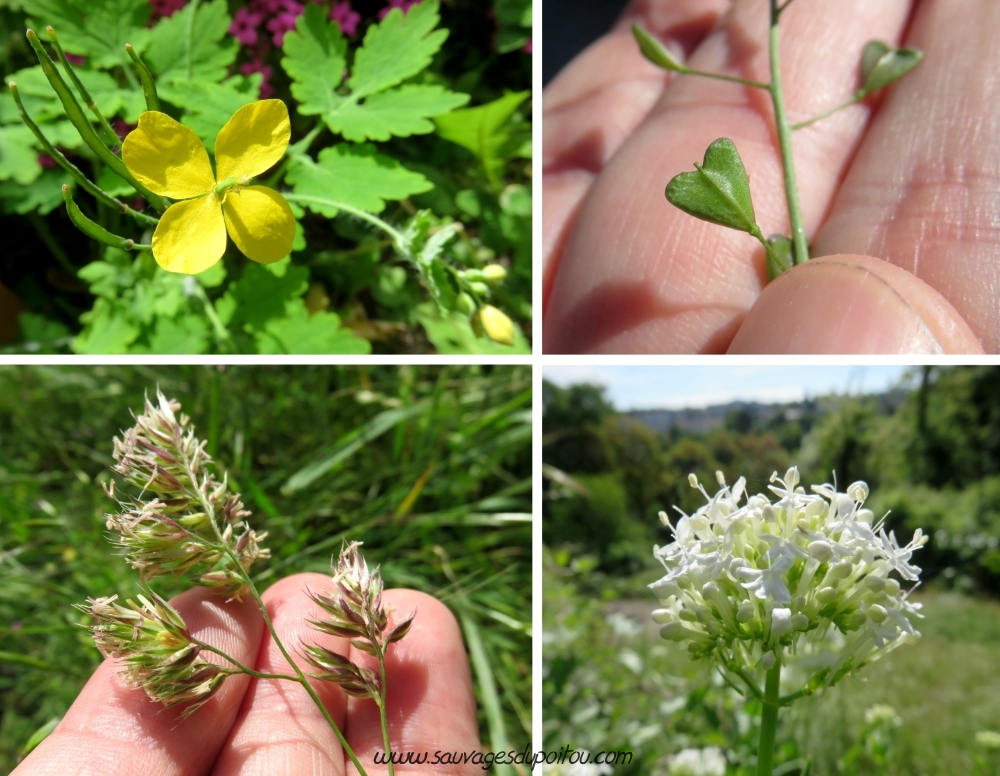 Chelidonium majus, Capsella bursa-pastoris, Dactylis glomerata, Centranthus ruber, Poitiers quartier du Porteau