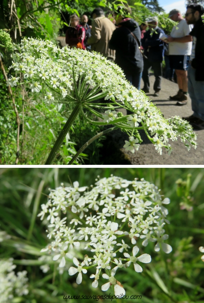 Heracleum sphondylium et Anthriscus sylvestris, Poitiers quartier du Porteau