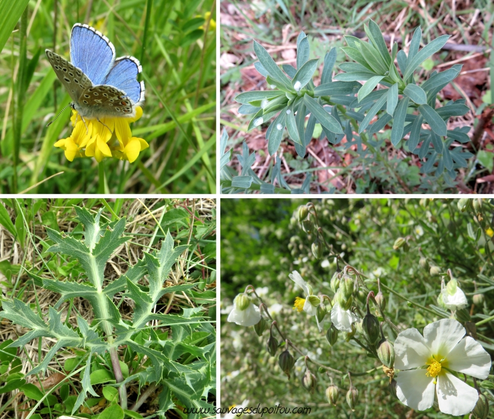 Hippocrepis comosa, Euphorbia seguieriana, Eryngium campestreHelianthemum apenninum, Poitiers rochers du Porteau