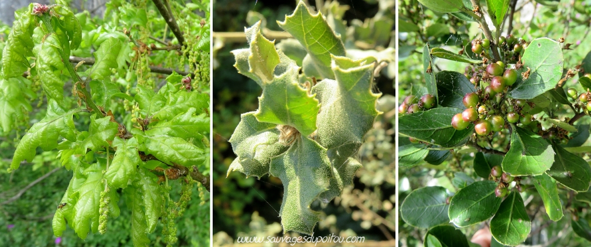Quercus pubescens, Quercus ilex, Rhamnus alaternus, Poitiers rochers du Porteau