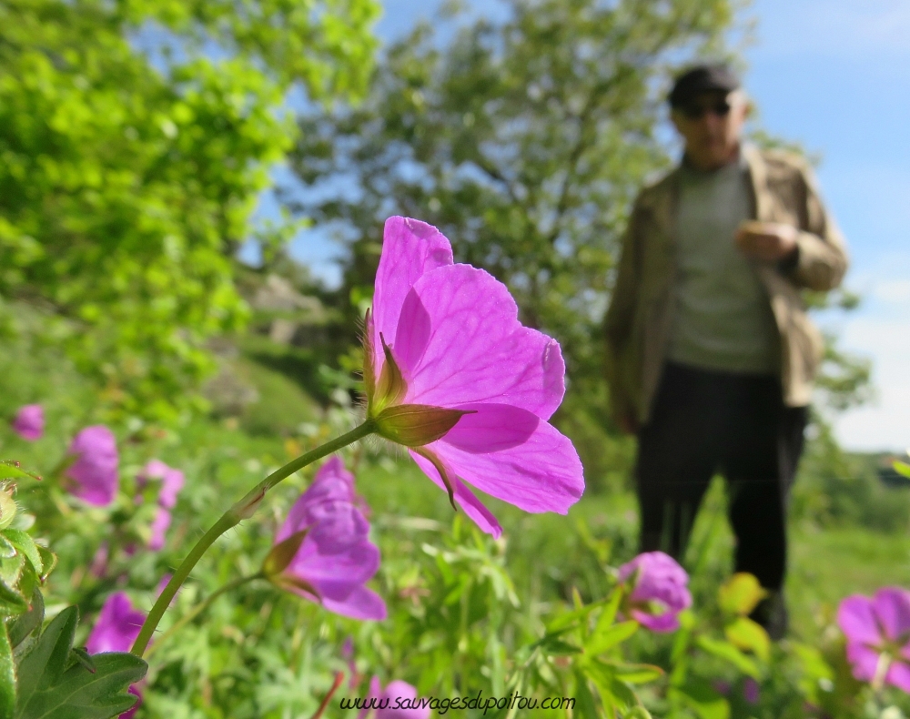 Geranium sanguineum, Géranium sanguin, Poitiers rochers du Porteau