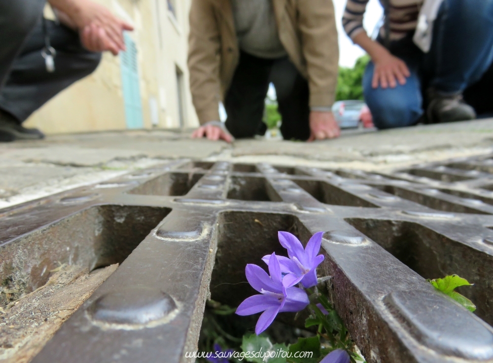 Campanula portenschlagiana, Campanule des murailles, Poitiers quartier du Porteau